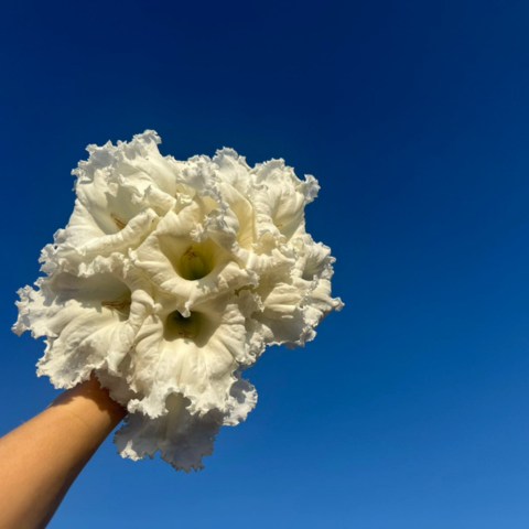 Raamatupidaja Triin Pärn